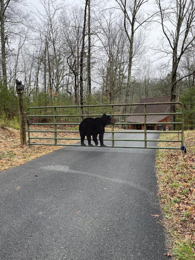 Great Smoky Mountains Cabin!, Secluded, Pet-Kid Friendly! เซอเวียร์วีล ภายนอก รูปภาพ